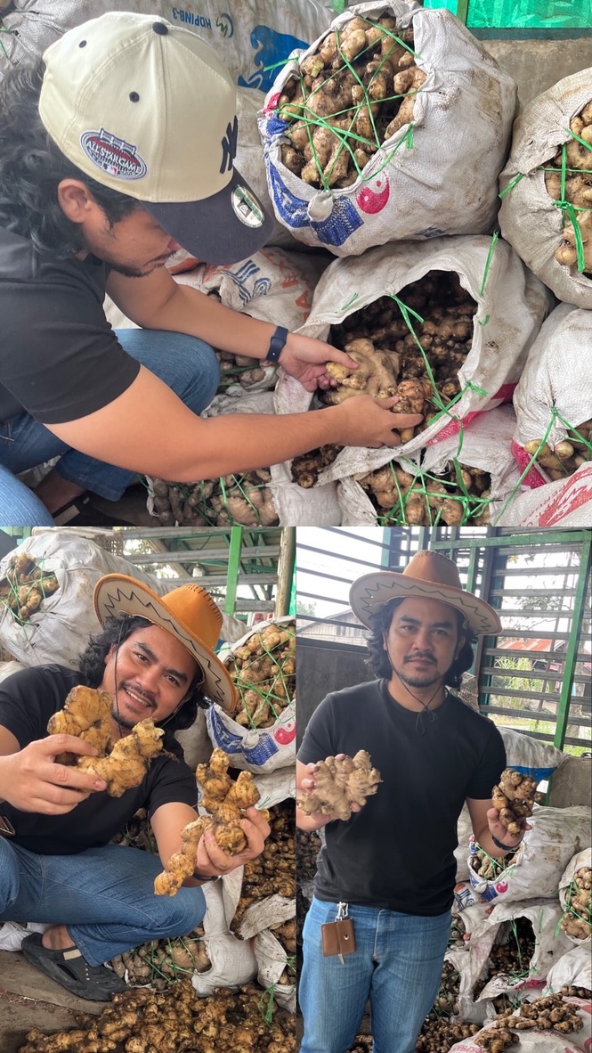 Graded ginger rhizomes ready for packing