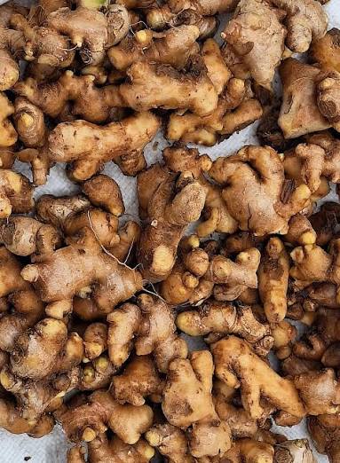 Freshly harvested ginger rhizomes